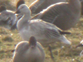 Snow Goose